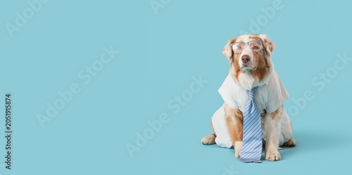 Foto Intelligent australian shepherd dog wearing business shirt and striped tie with