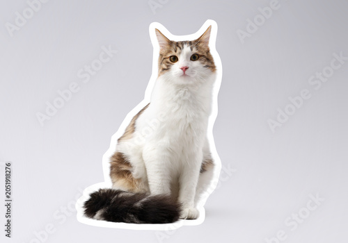 Foto Domestic long-haired cat sitting calmly, pet care and animal companionship, isol