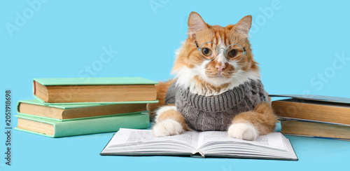 Cute cat in sweater with ey...