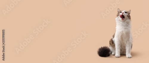 Canvastavla Hungry domestic cat licking lips with tongue out, pet animal waiting for food, i