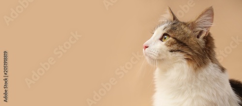Принти на полотні Domestic cat headshot with white and brown fur, yellow eyes, and pink nose on a