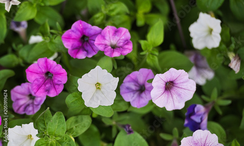 Beautiful petunias in a hanging basket