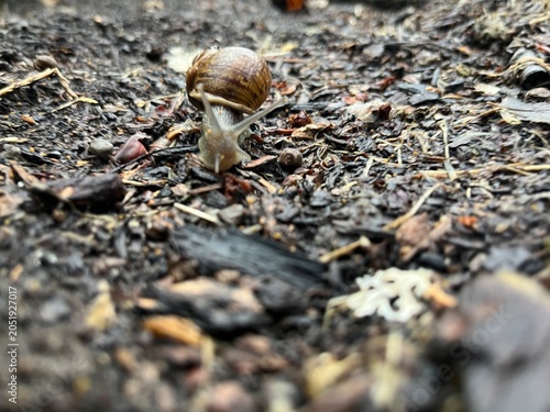 snail on a stone in the rain