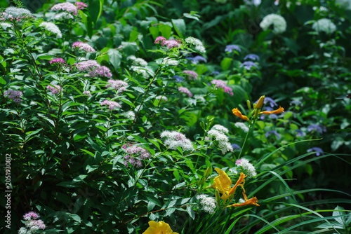 flowers in the garden
