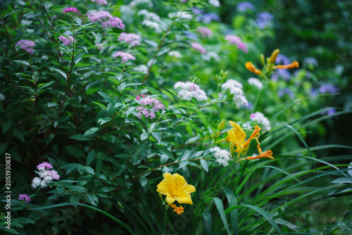 yellow flowers in the garden