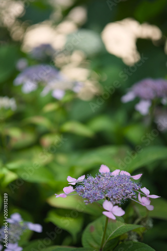 lilac flowers in the garden
