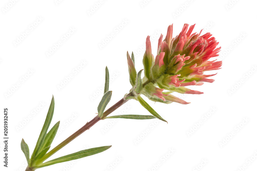 Fototapeta premium A single indian paintbrush wildflower with vibrant red and green bracts, isolated on a black background, for botanical and nature