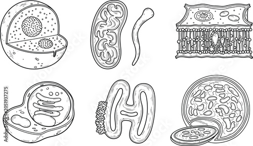 Bild auf Leinwand Set of biological cell organelles detailed line art illustrations of nucleus mit