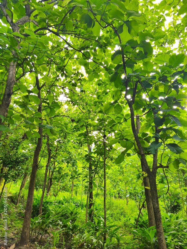 Fototapeta premium trees in the forest