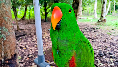 Close-up photo of the Sulawesi parrot (Tanygnathus megalorynchos), an endemic hook-billed bird with bright colors