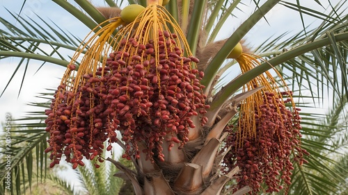 A close-up photograph of two hands exchanging dates from a palm tree in a natural environment.