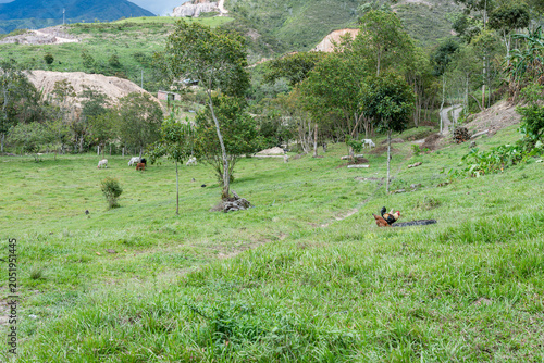 Tableau sur toile Rural hillside pasture with green grass, grazing cows in the distance and free-r