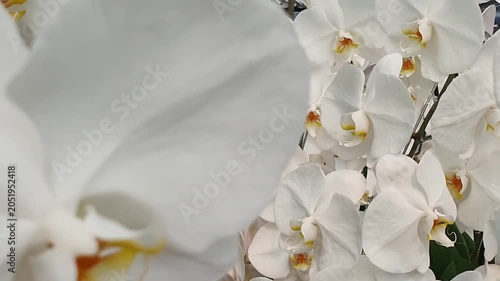 White moth orchid or anggrek bulan in a green house