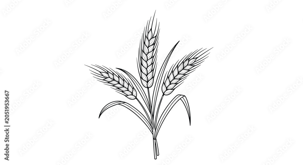 Obraz premium Detailed hand drawn sketch illustration of a bundle of wheat ears with long leaves isolated on a white background.