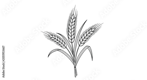 Detailed hand drawn sketch illustration of a bundle of wheat ears with long leaves isolated on a white background.
