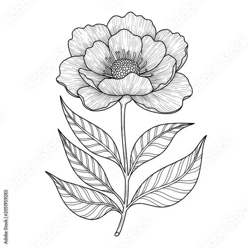 Flower illustration with petals and leaves, hand-drawn detailed linework in black and white