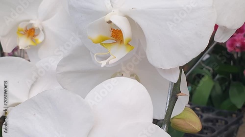 White moth orchid or anggrek bulan swaying video