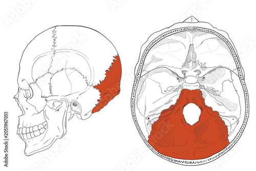 фотографія ガイド用イラスト　後頭骨
Guide illustration　Occipital bone