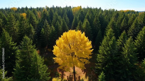 Solitary tree with golden leaves amid dense green in autumn