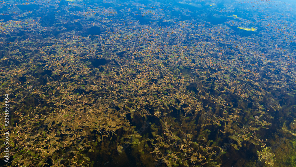 Fototapeta premium Abstract aquatic vegetation texture beneath crystal clear freshwater surface