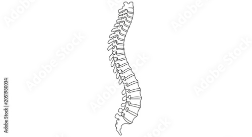 Human Spine Vertebrae Column.