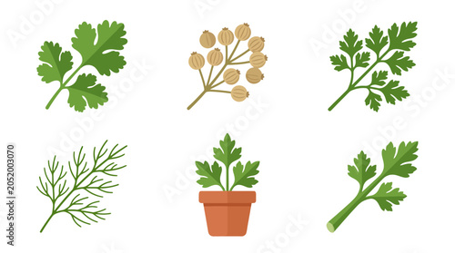 Collection of fresh green herbs including cilantro parsley dill and coriander seeds.