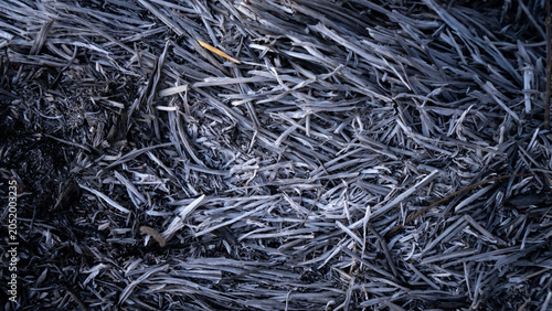 Fotografi Close-up top-down view of charred plant remains and grey ash
