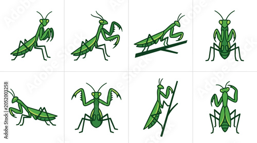 Foto Green Praying Mantis Insects Various Poses.