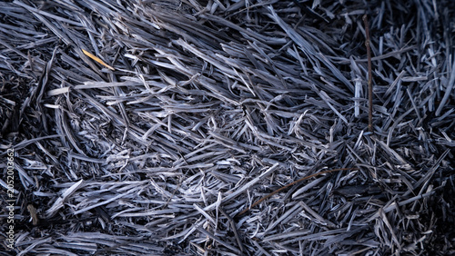 Schilderij op canvas Close-up top-down view of charred plant remains and grey ash