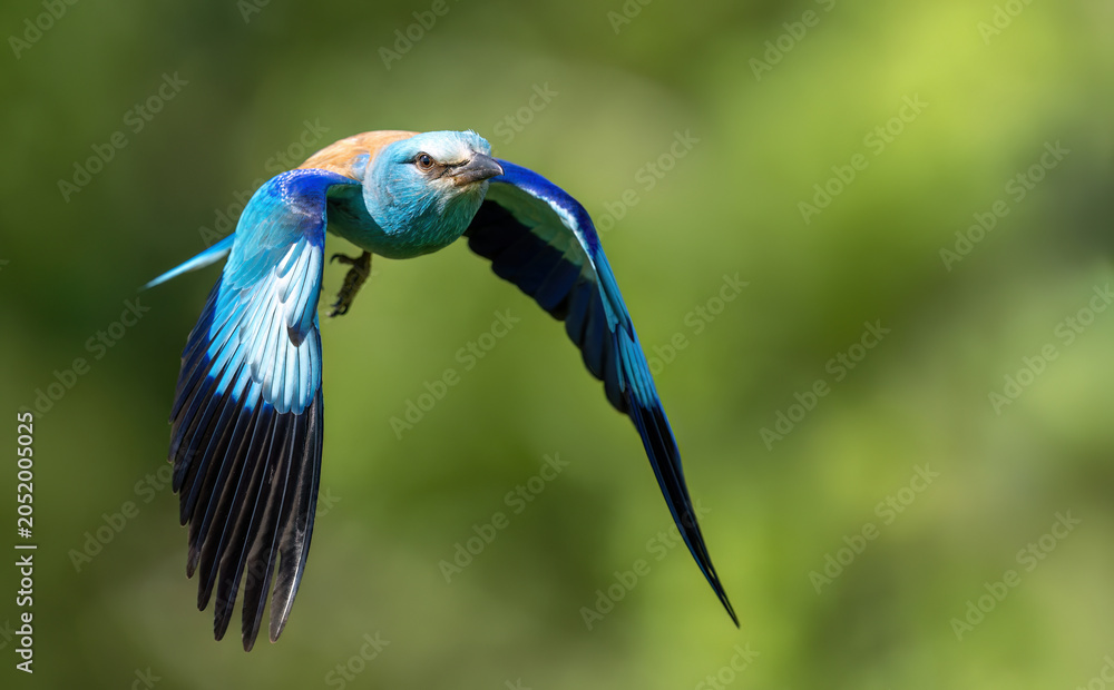 Fototapeta premium Roller bird close up ( coracias garrulus )
