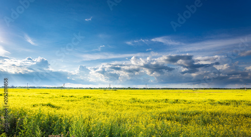 Obraz na plátně Vast field of golden flowers stretches under bright blue sky