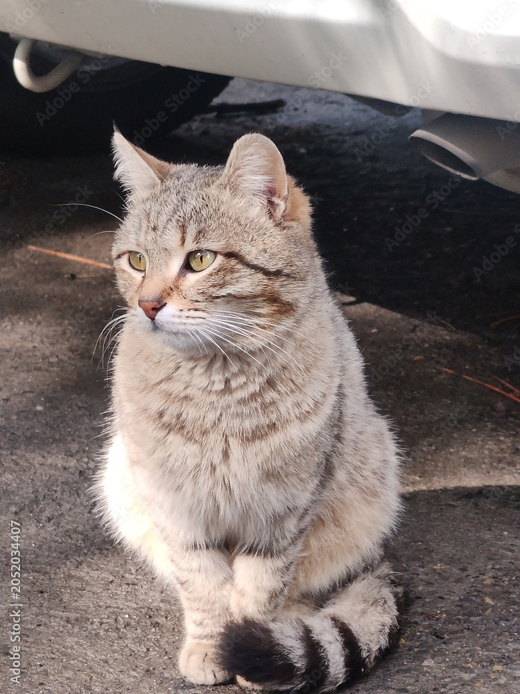 Obraz premium cat on the window