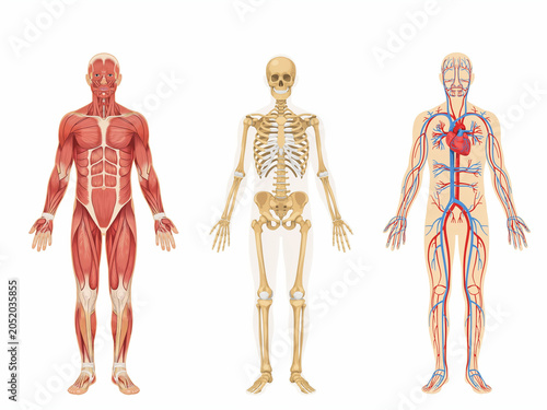 Obraz na płótnie Human anatomy vector illustration showing muscular skeletal and circulatory syst