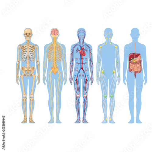 Bild auf Leinwand Human anatomy systems vector illustration showing skeletal nervous circulatory l