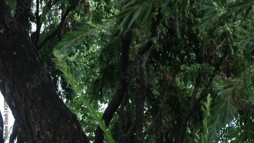 Looking up through dense tropical tree canopy with feathery leaves branches and small red flowers visible against bright overcast sky