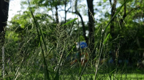 Wild grass seed stalks in foreground with blurred green park trees playground and people in background on sunny day 