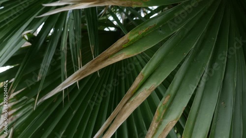 Dark dramatic close-up of fan palm leaf with radiating segments and dried thorny spine crossing over green surface in shadow
