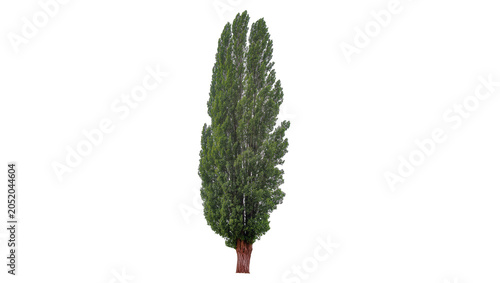 Photography Tall green poplar tree with textured bark, isolated on transparent background