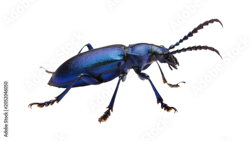 Принти на полотні Iridescent blue beetle with long antennae, isolated on transparent background