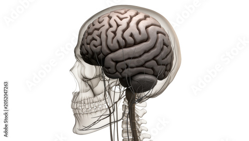 Foto Human brain and skull anatomy with visible nerves, isolated on transparent backg