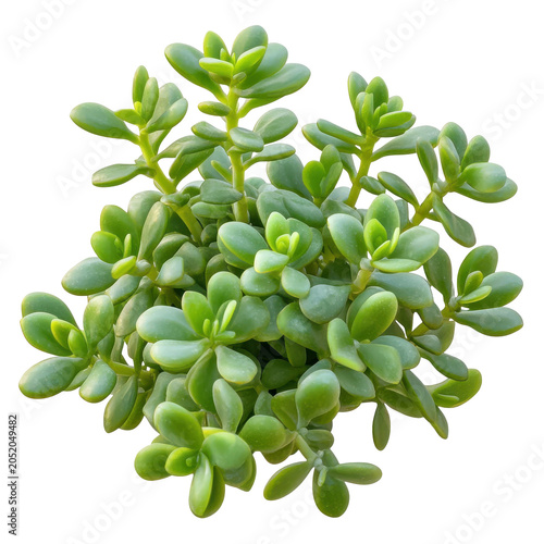 Jade plant's lush green canopy with rounded leaves and upward growth isolated on white background