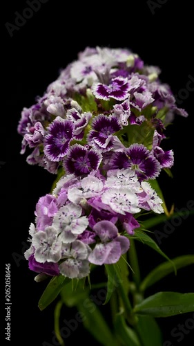 Purple and White Sweet William Dianthus Flowers on Black Background