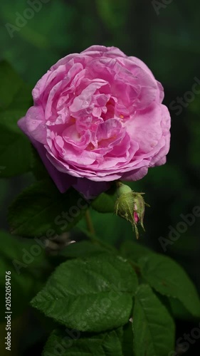 Beautiful Pink Rose Flower Blooming on Bush in Fresh Garden
