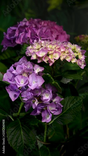 Beautiful purple hydrangea flowers blooming against dark green foliage