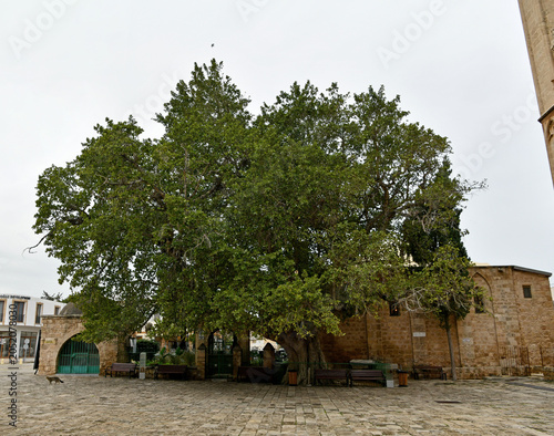 Wide view of the ancient historic Cumbez tree, a monumental sycamore fig planted in 1299 outside Lala Mustafa Paşa camii in Famagusta.