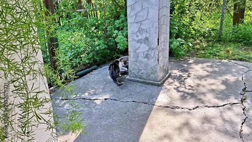 A curious stray cat discovers an unexpected feeding spot hidden in a peaceful garden. Natural outdoor scene featuring feline behavior, exploration, and survival instincts