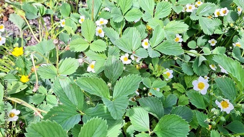 Wild strawberry plants bloom with delicate white flowers as a bee moves among the blossoms collecting nectar. Natural garden scene showcasing pollination, spring growth, and biodiversity