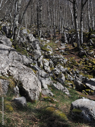 bosque