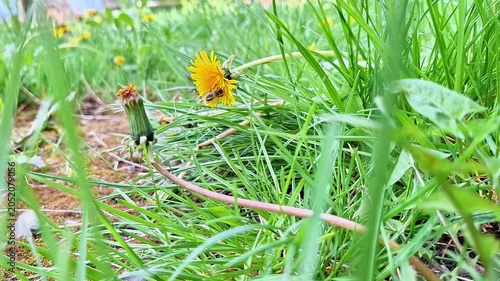 A bee lands on a bright yellow dandelion flower surrounded by lush green meadow grass. Natural spring scene showcasing pollination, biodiversity, nectar collection, and wildlife activity