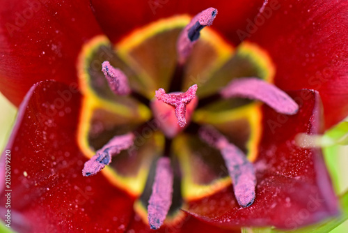 Macro top-down view showing the inside details of a rare Tulipa cypria flower. Close-up of the dark red petals, yellow-bordered black base, purple stamens, and pistil.